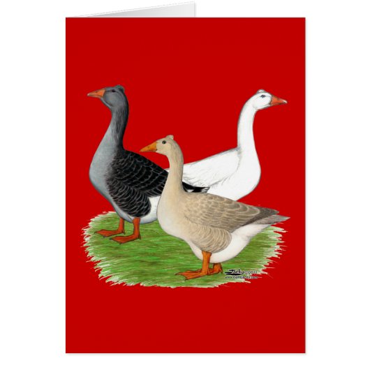 Geese: Tufted Trio (Front)