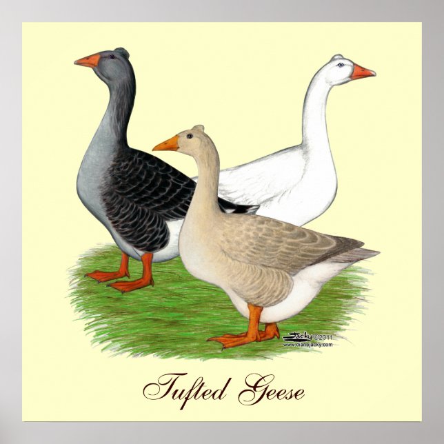 Geese:  Tufted Trio Poster (Front)