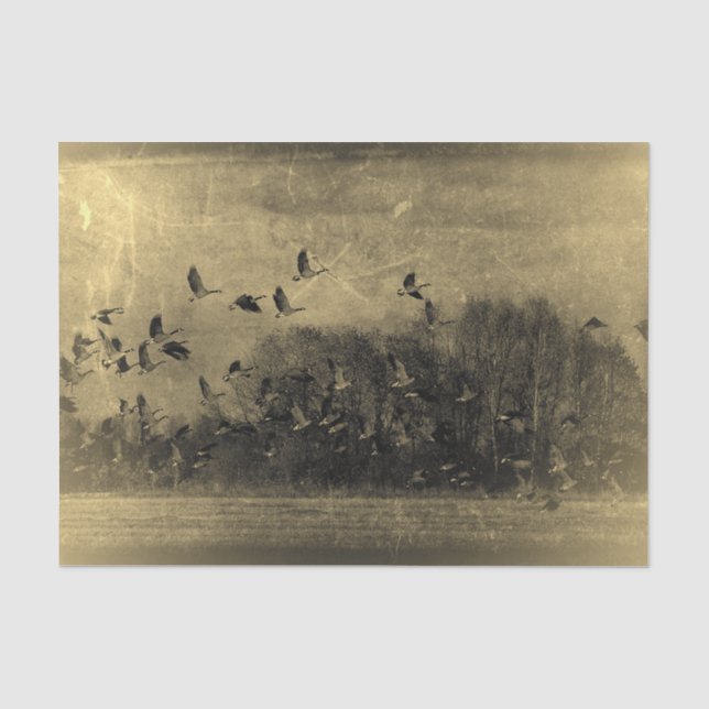 Geese Vintage Antique Sepia Texture Grunge Tissue Paper (Front)
