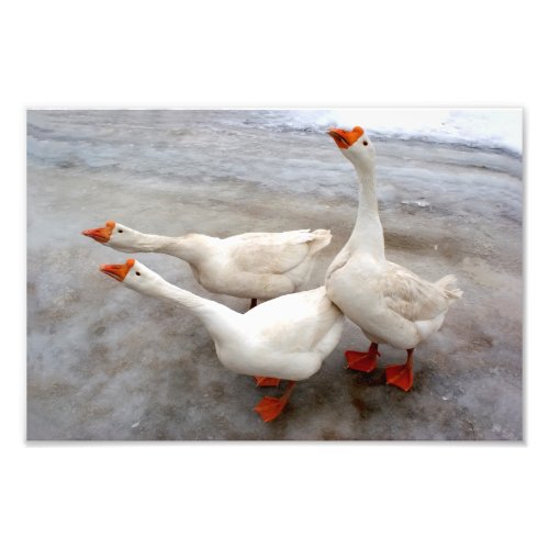 Geese white photo print