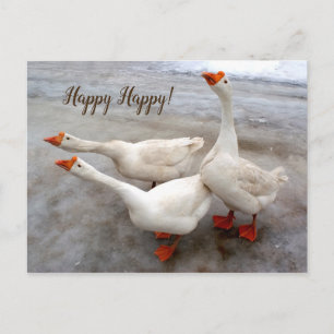 Geese white postcard