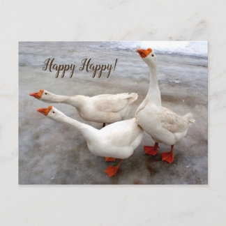 Geese white postcard