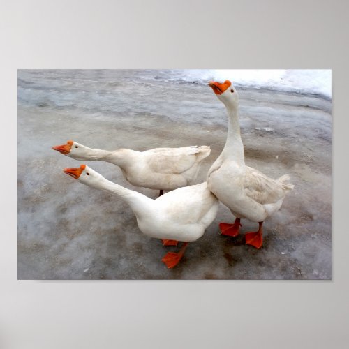 Geese white poster