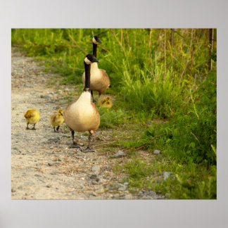 Geese with Goslings Poster