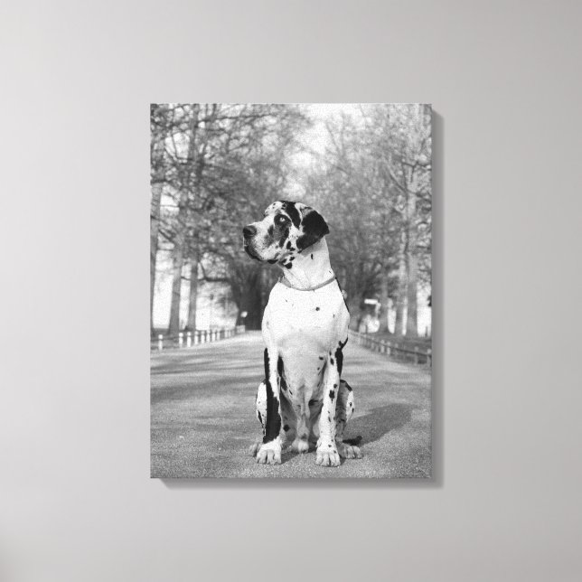 Gefleckte Deutsche Dogge Canvas Print (Front)