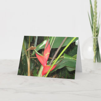Gekko in Paradise Card