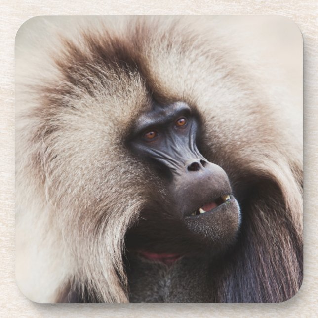Gelada Baboon, Ethiopia Beverage Coaster (Front)