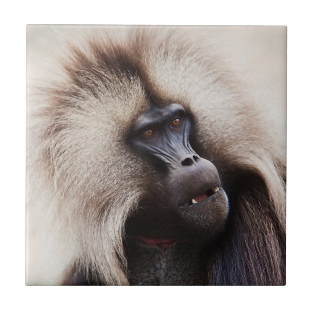 Gelada Baboon, Ethiopia Ceramic Tile (Front)