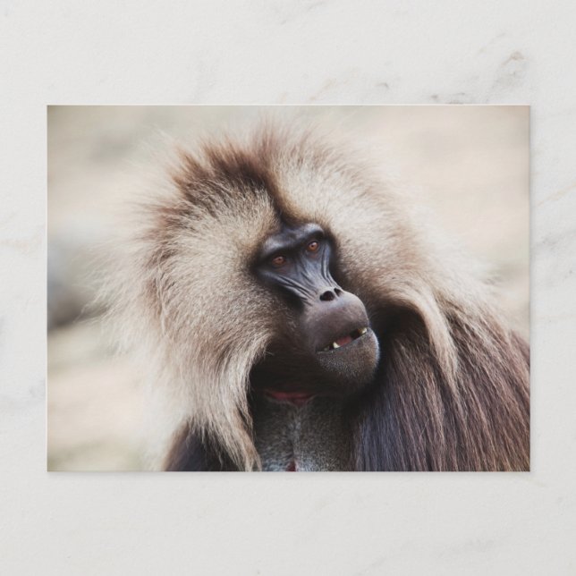 Gelada Baboon, Ethiopia Postcard (Front)