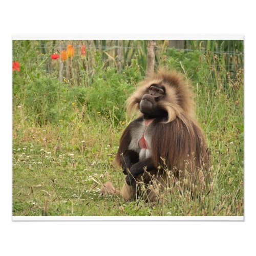 Gelada baboon photo print