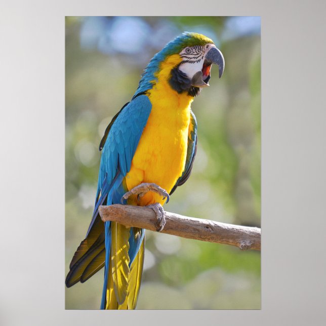 Gelbbrustara macaw on perch poster (Front)