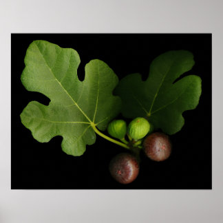 Gelini's Fig Tree Art Print