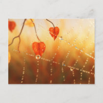 Gems of an Autumn Morning Postcard