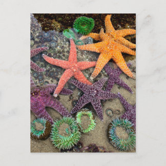 Gems of the sea postcard