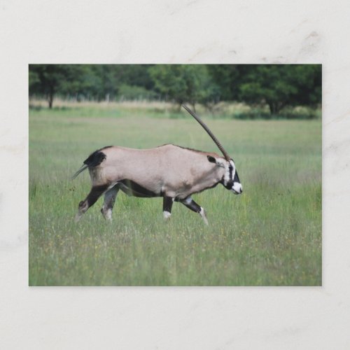 Gemsbok antelope postcard