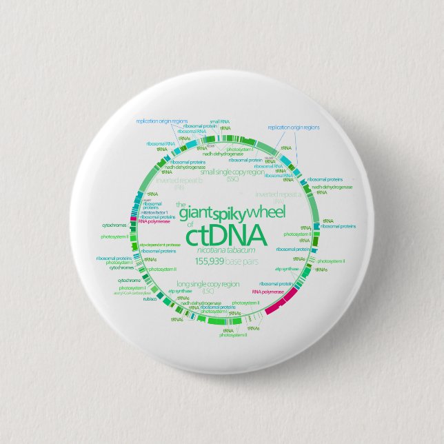 Gene Map of Tobacco Chloroplast DNA Chart Pinback Button (Front)