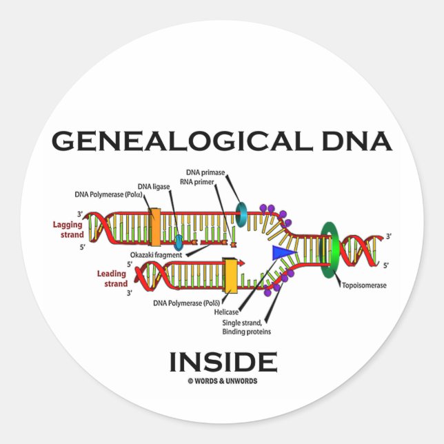 Genealogical DNA Inside (DNA Replication) Classic Round Sticker (Front)