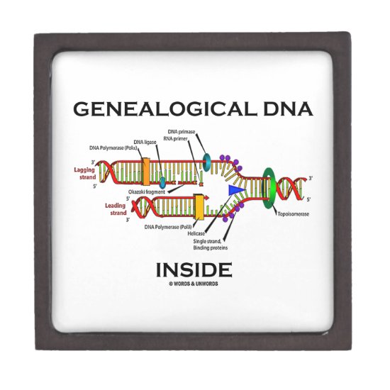 Genealogical DNA Inside (Genealogist Attitude) Jewelry Box