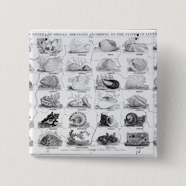 Genera of Shells jigsaw, pub. by W. Edwards Button (Front)
