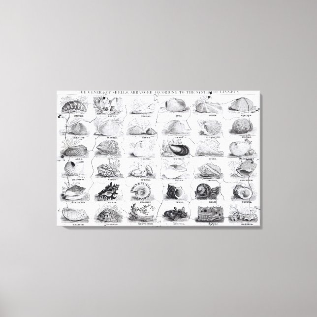 Genera of Shells jigsaw, pub. by W. Edwards Canvas Print (Front)