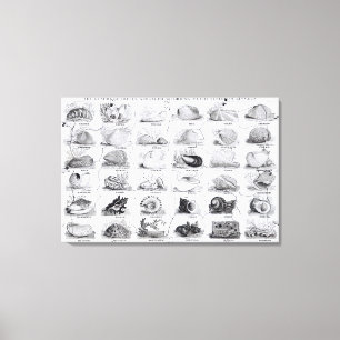 Genera of Shells jigsaw, pub. by W. Edwards Canvas Print