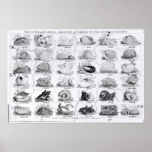 Genera of Shells jigsaw, pub. by W. Edwards Poster