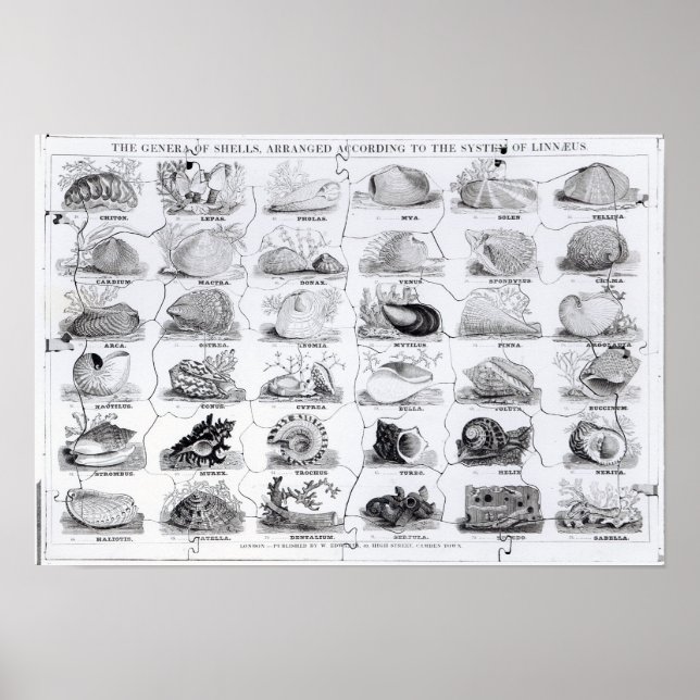 Genera of Shells jigsaw, pub. by W. Edwards Poster (Front)