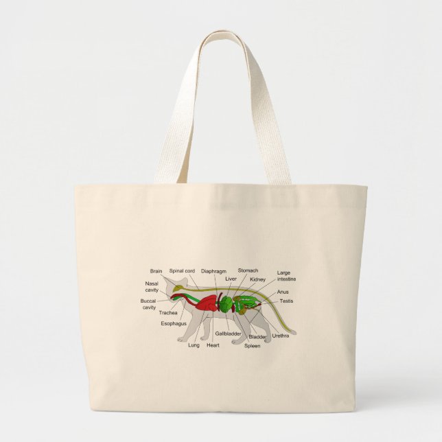 General Anatomy of a Cat Felis Silvestris Catus Large Tote Bag (Front)