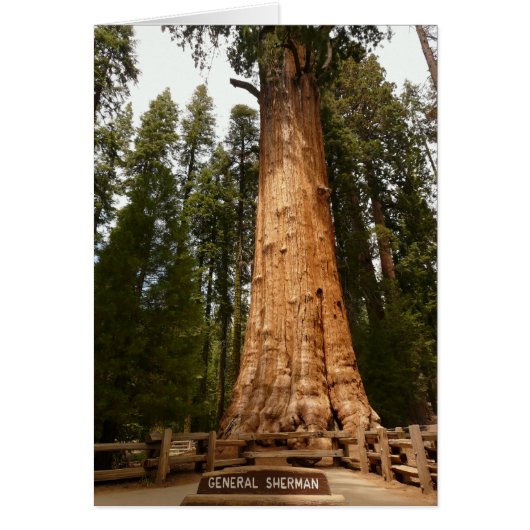 General Sherman, Giant Sequoia Cards (Front)