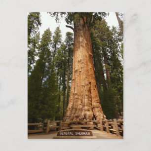 General Sherman Giant Sequoia Postcard