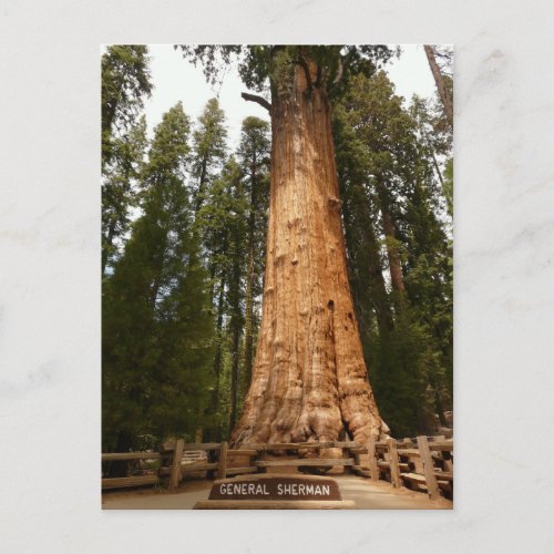 General Sherman Giant Sequoia Postcard
