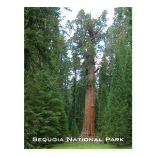 Sequoia National Park Gifts on Zazzle