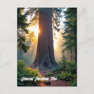 General Sherman Tree - California  Postcard