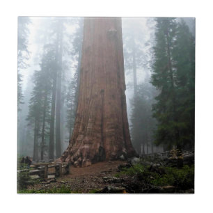 General Sherman Tree, Sequoia, CA Ceramic Tile