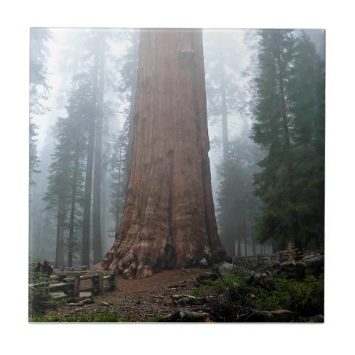 General Sherman Tree Sequoia CA Ceramic Tile