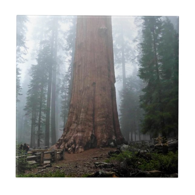 General Sherman Tree, Sequoia, CA Ceramic Tile (Front)