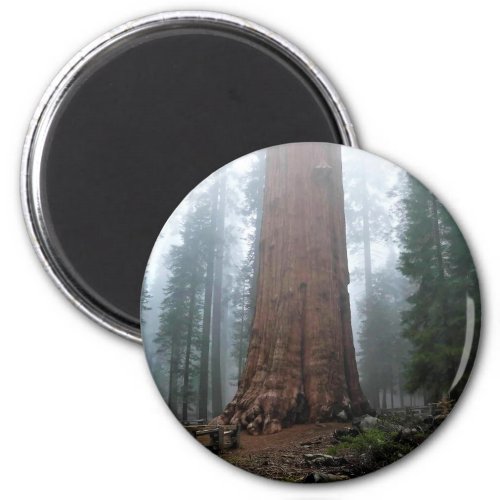 General Sherman Tree Sequoia CA Magnet