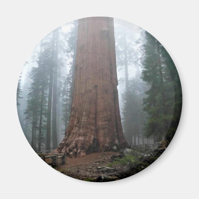General Sherman Tree, Sequoia, CA Magnet (Front)