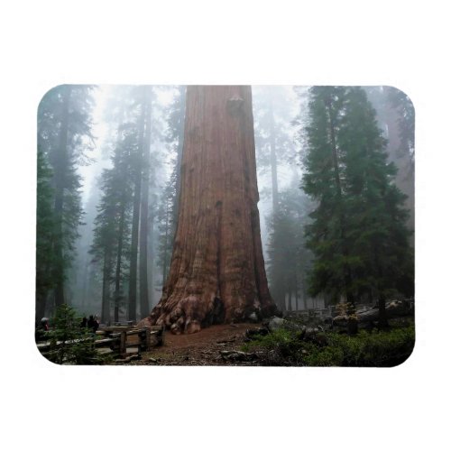 General Sherman Tree Sequoia CA Magnet