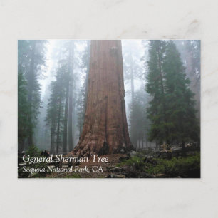 General Sherman Tree, Sequoia, CA Postcard