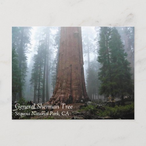 General Sherman Tree Sequoia CA Postcard