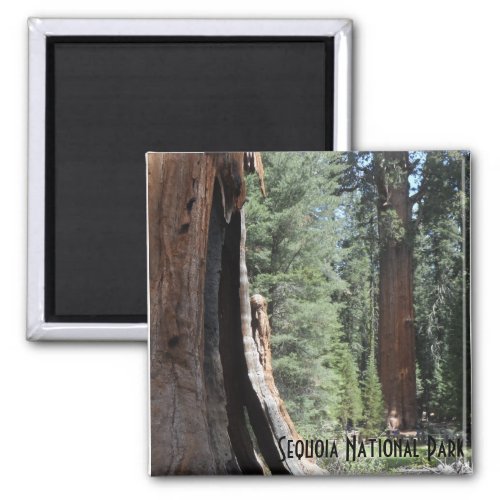 General Sherman Tree_ Sequoia National Park Magnet