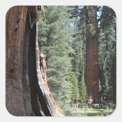General Sherman Tree_ Sequoia National Park Square Sticker