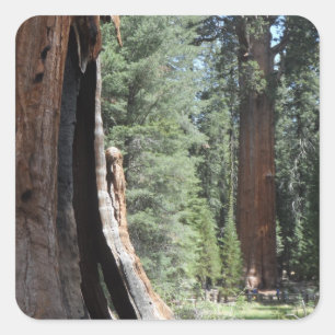General Sherman Tree- Sequoia National Park Square Sticker