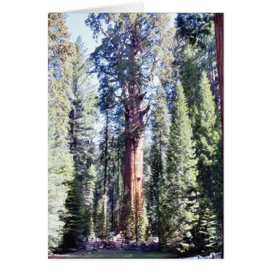 General Sherman Trees Forrests Cards (Front)
