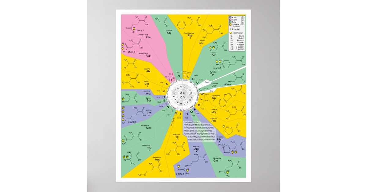 Genetic Code Diagram Showing Amino Acid Residues Poster