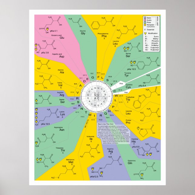 Genetic Code Diagram Showing Amino Acid Residues Poster (Front)