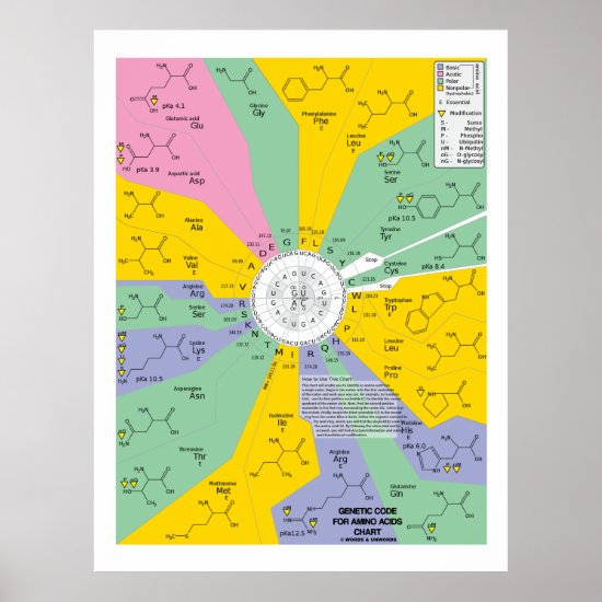 Genetic Code For Amino Acids (Chart Wheel) Poster