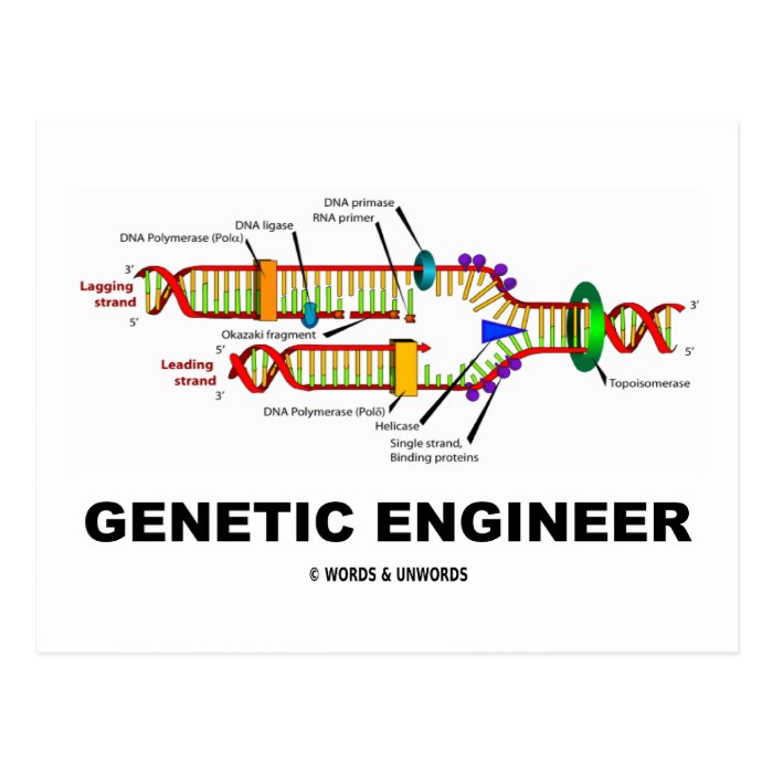 Genetic Engineer (DNA Replication) Post Cards