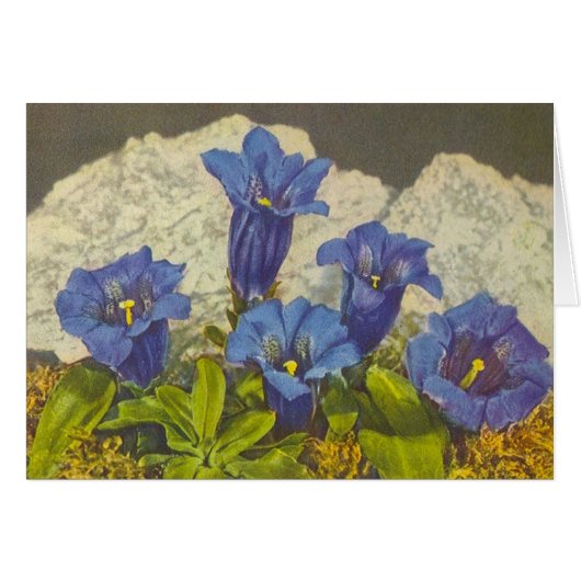 Gentian Flower Cards (Front Horizontal)